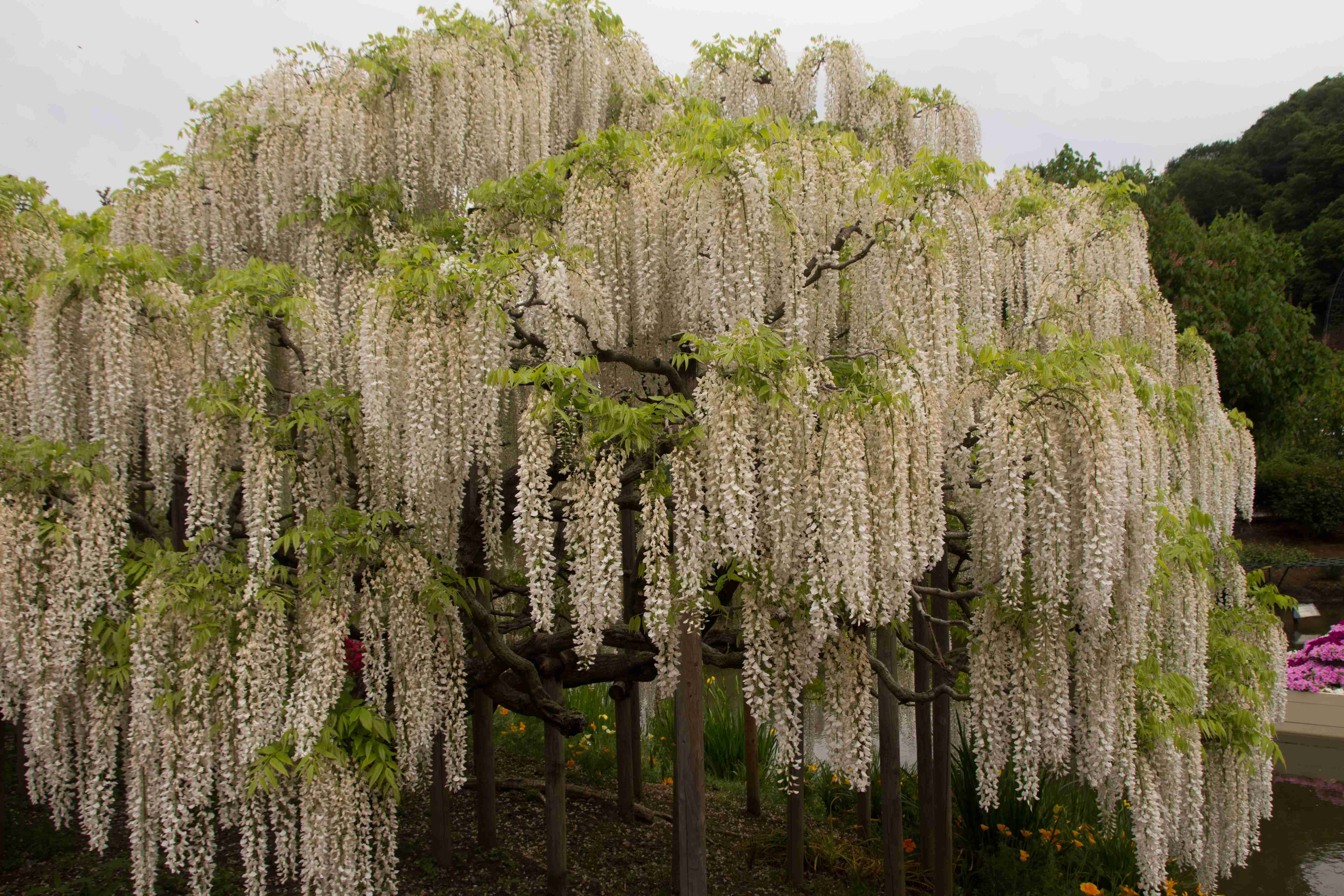 🌳 가와고의 큰 녹나무 공원(가와고노오쿠스코엔) 이미지 9